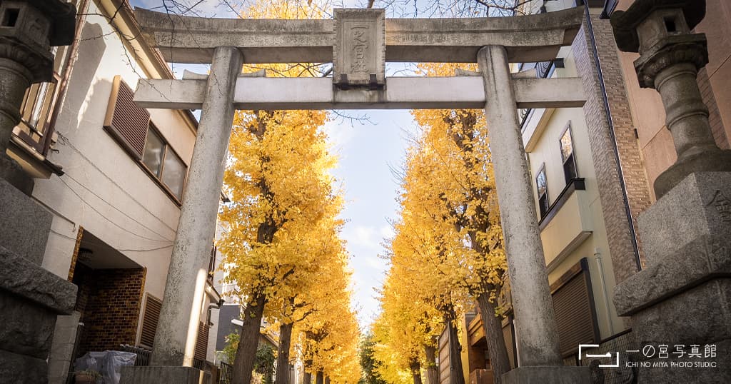 紅葉した銀杏並木のある神奈川県横浜市の一之宮神社