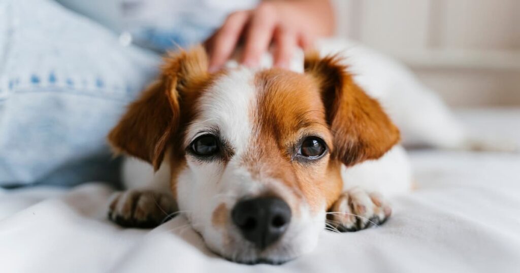 犬の写真